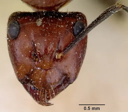 Camponotus macareaveyi - CASENT0172139