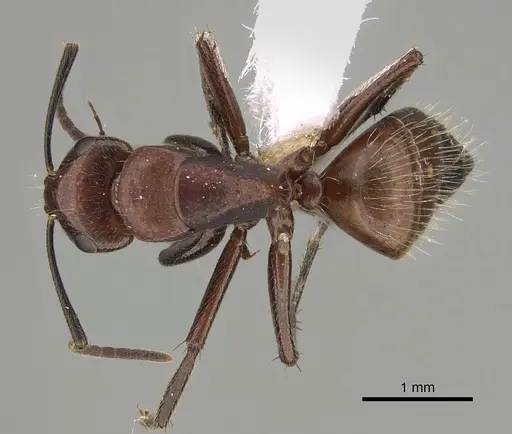 Camponotus macareaveyi - CASENT0887699