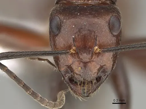 Camponotus macareaveyi - CASENT0887699