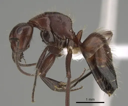Camponotus macareaveyi - CASENT0887699