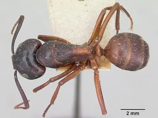 Camponotus maccooki specimen