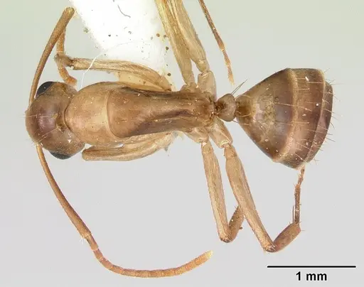 Camponotus macilentus specimen