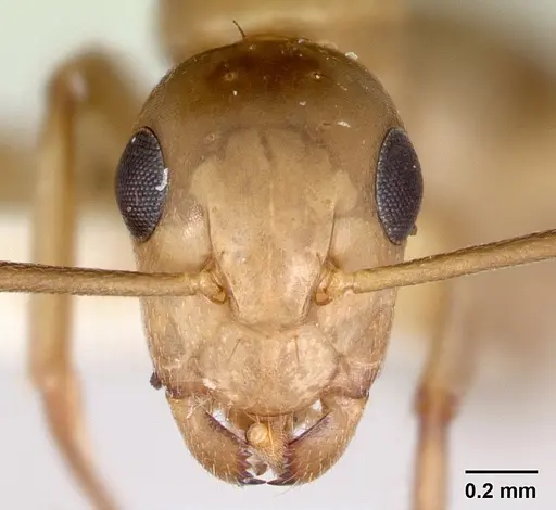 Camponotus macilentus specimen