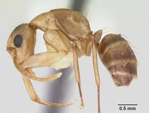 Camponotus macilentus specimen