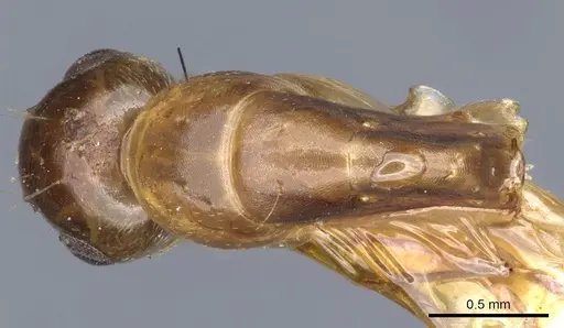 Camponotus macilentus - CASENT0903630