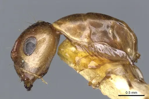 Camponotus macilentus - CASENT0903630