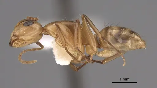 Camponotus macilentus - CASENT0923537