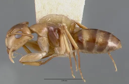 Camponotus macilentus - CASTYPE00450-01