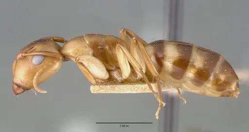 Camponotus macilentus - CASTYPE00450-02