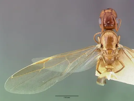 Camponotus macilentus - CASTYPE00450-03