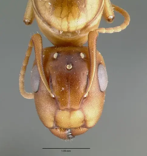 Camponotus macilentus - CASTYPE00450-03