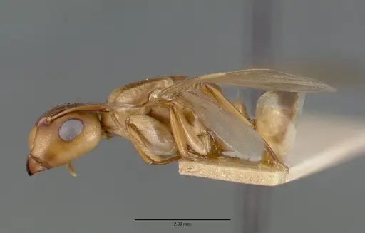 Camponotus macilentus - CASTYPE00450-03