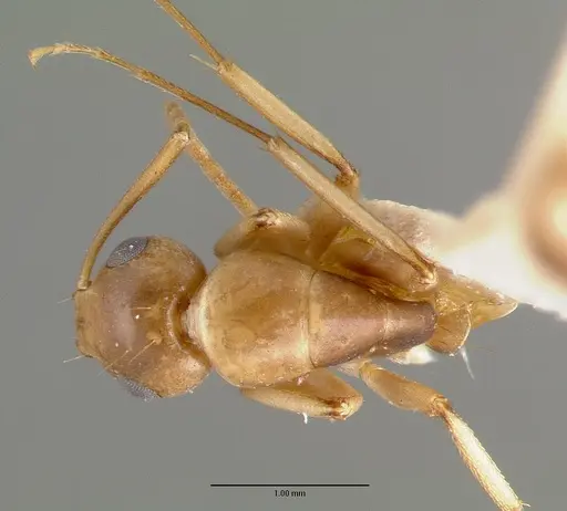 Camponotus macilentus - CASTYPE00451-01