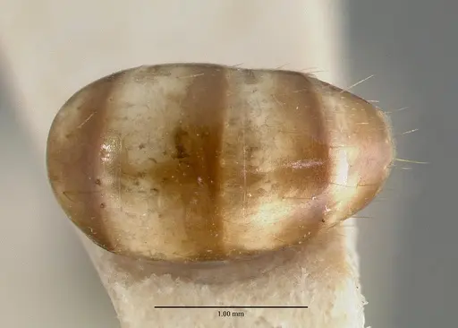 Camponotus macilentus - CASTYPE00451-01