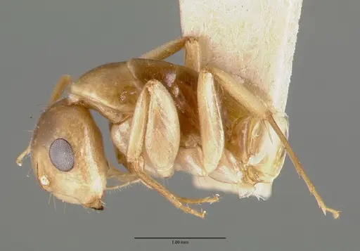 Camponotus macilentus - CASTYPE00451-01