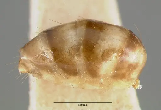 Camponotus macilentus - CASTYPE00451-01