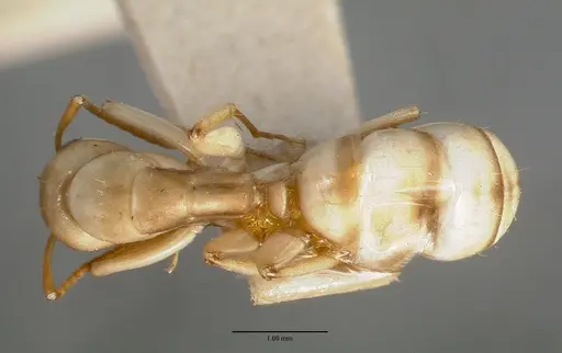 Camponotus macilentus - CASTYPE00451-02