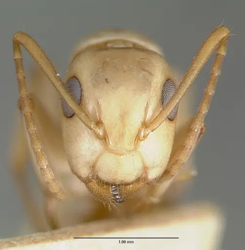Camponotus macilentus - CASTYPE00451-02