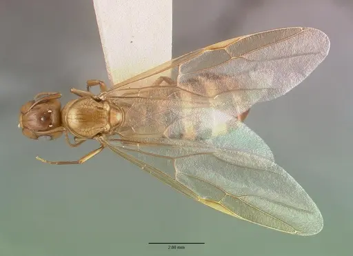 Camponotus macilentus - CASTYPE00451-03