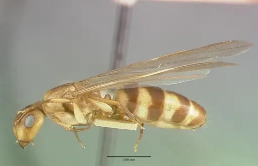Camponotus macilentus - CASTYPE00451-03