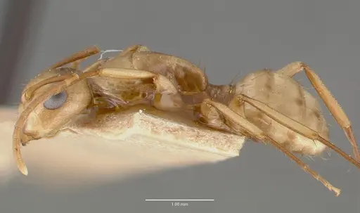 Camponotus macilentus - CASTYPE00452-01