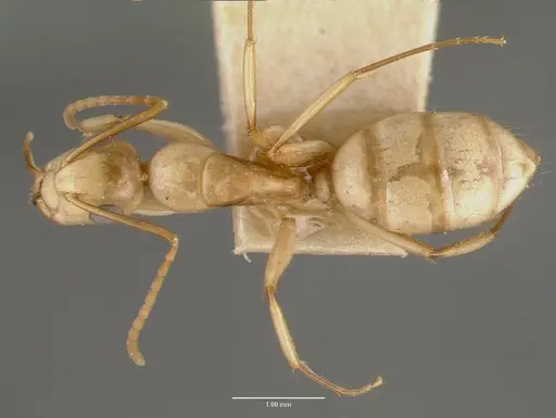 Camponotus macilentus - CASTYPE00452-02