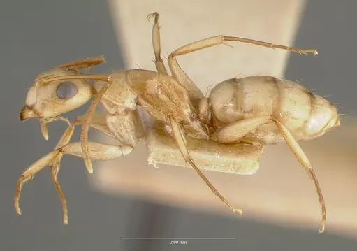 Camponotus macilentus - CASTYPE00452-02