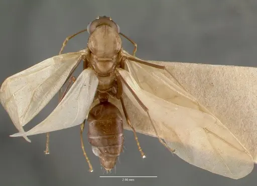 Camponotus macilentus - CASTYPE00452-03