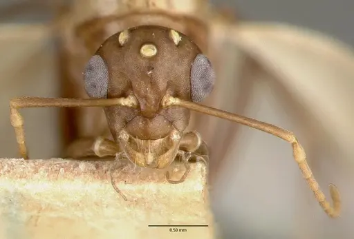 Camponotus macilentus - CASTYPE00452-03