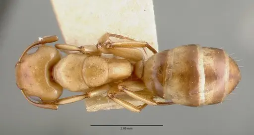 Camponotus macilentus - CASTYPE00453-01