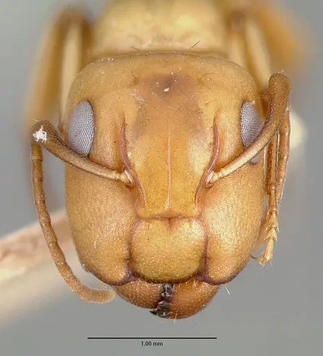 Camponotus macilentus - CASTYPE00453-01