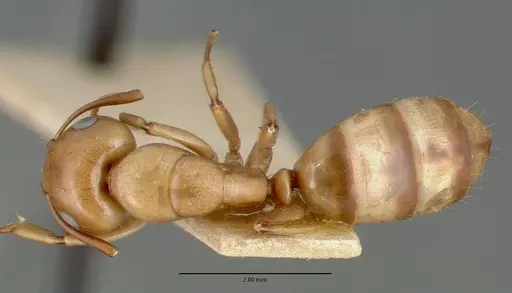 Camponotus macilentus - CASTYPE00453-02