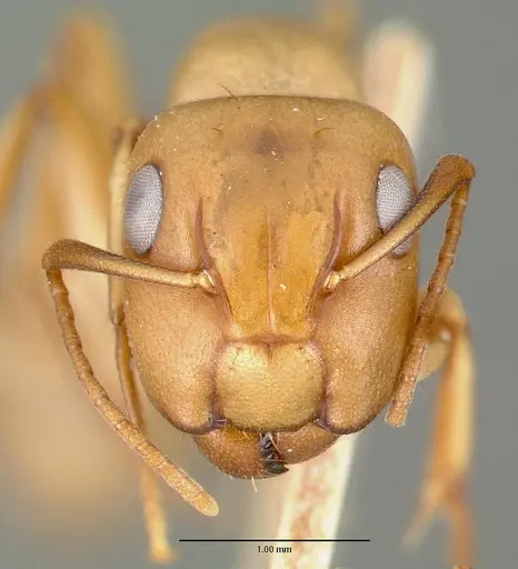 Camponotus macilentus - CASTYPE00453-02