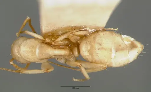 Camponotus macilentus - CASTYPE00454-01