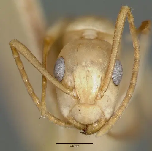 Camponotus macilentus - CASTYPE00454-01