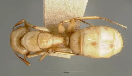 Camponotus macilentus - CASTYPE00454-02