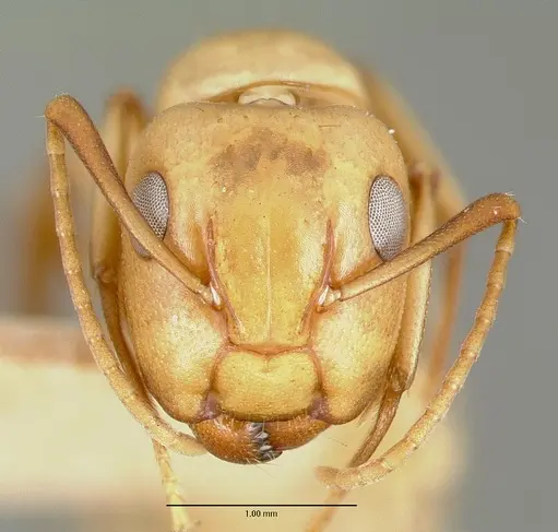 Camponotus macilentus - CASTYPE00454-02