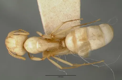 Camponotus macilentus - CASTYPE00454-03