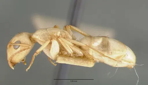 Camponotus macilentus - CASTYPE00454-03