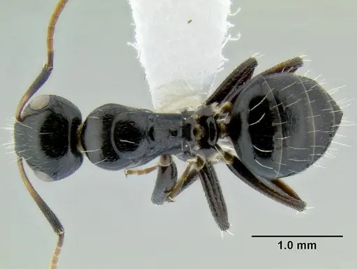 Camponotus mackayensis specimen