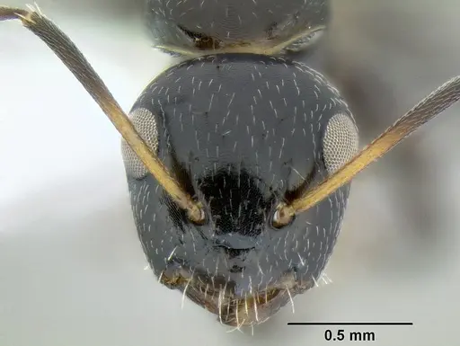 Camponotus mackayensis specimen