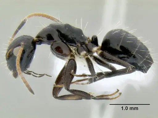 Camponotus mackayensis specimen