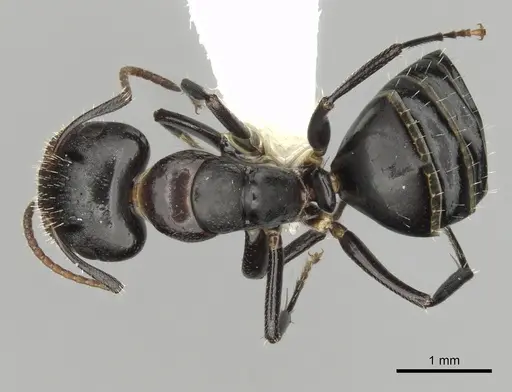 Camponotus mackayensis - CASENT0280189