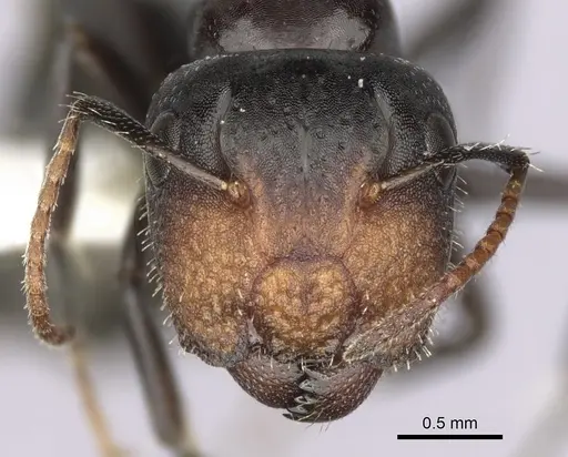 Camponotus mackayensis - CASENT0280189
