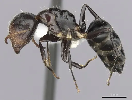 Camponotus mackayensis - CASENT0280189