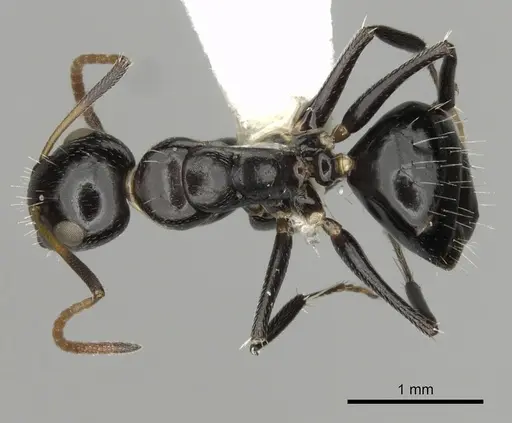 Camponotus mackayensis - CASENT0280190