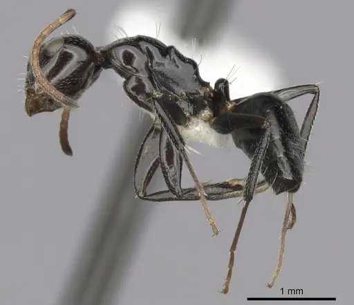 Camponotus mackayensis - CASENT0280190