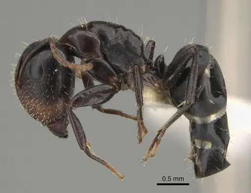 Camponotus mackayensis - CASENT0887740