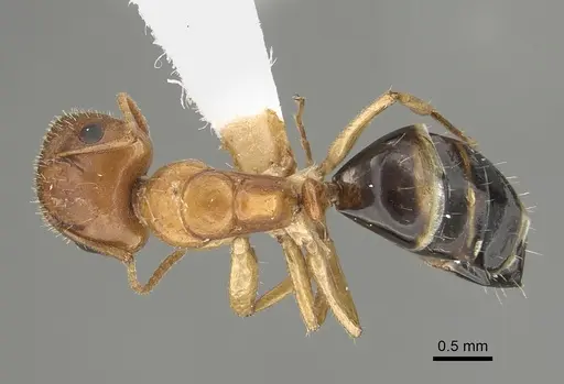 Camponotus mackayensis - CASENT0887741