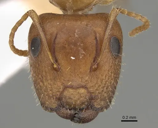 Camponotus mackayensis - CASENT0887741